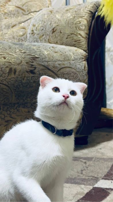 Кот для вязки в Ташкенте