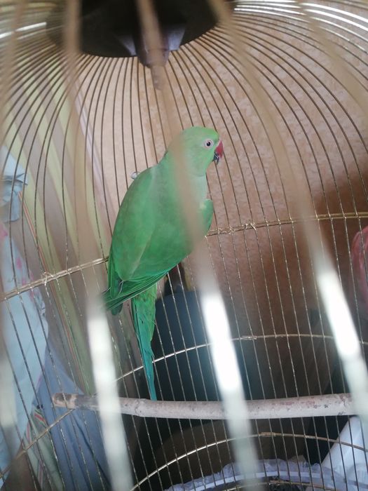 Попугай ожереловый