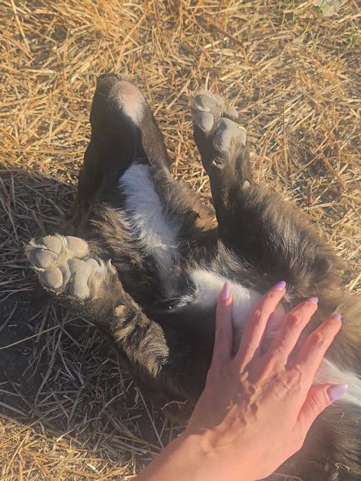 2 малки кученца спешно търсят дом!