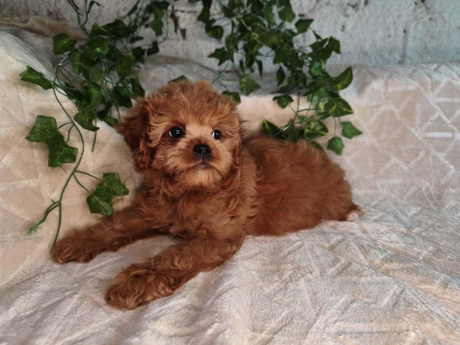 Vand baietel Cavapoo f1 rosu