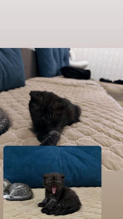 Продаются шотландские котята