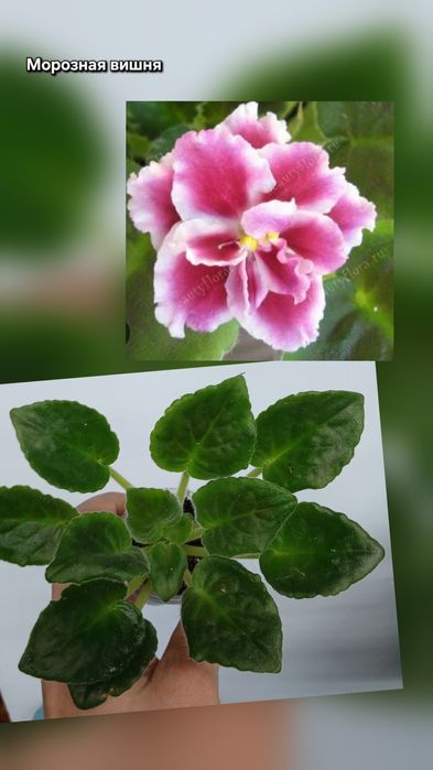 Фиалки продам разные