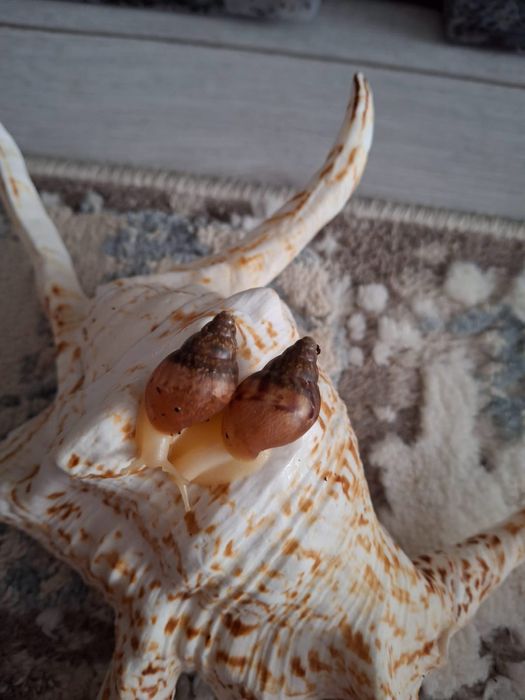 Улитка Ахатина Гигантская