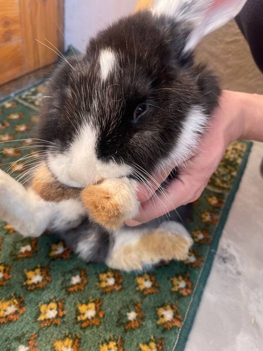 Zotli Quyon sotiladi.