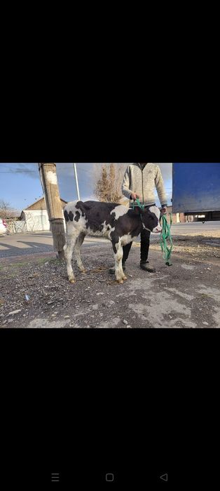 Оптом 3 бузау сатылады