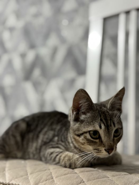 Котенка в добрые руки