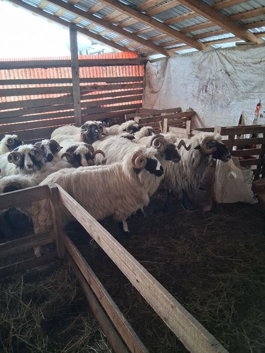 Vând berbeci  brezi