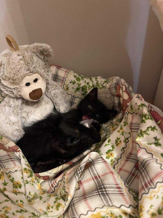 Котенок мальчик бесплатно