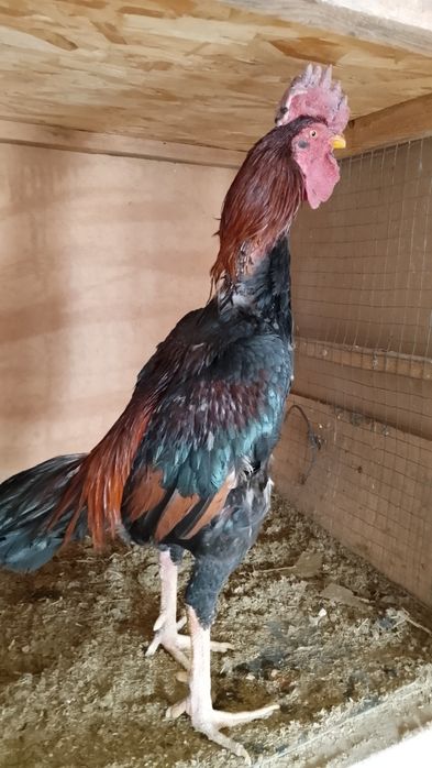 Шолпан қораз Қытай