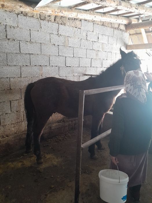 Тайлар сатылады.ст.Тулкибаста