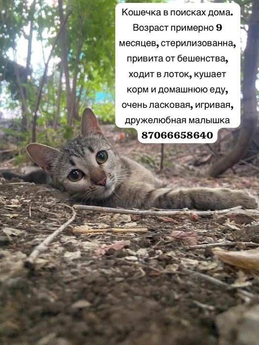 Кошечки в хорошие руки