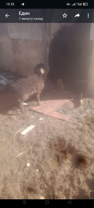 Козылар сатылады 4,бас,