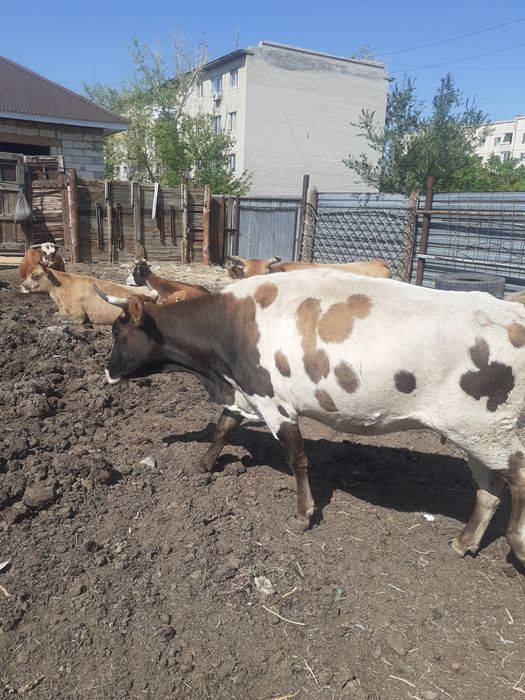 Сиырлар сатылады