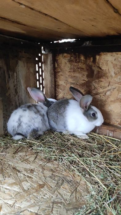 Iepuri Hycole în Arad