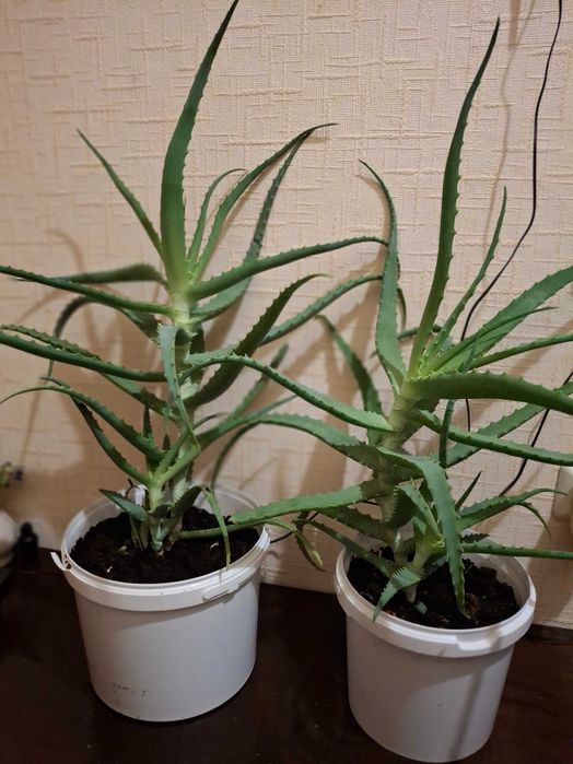 Продам лечебный алоэ