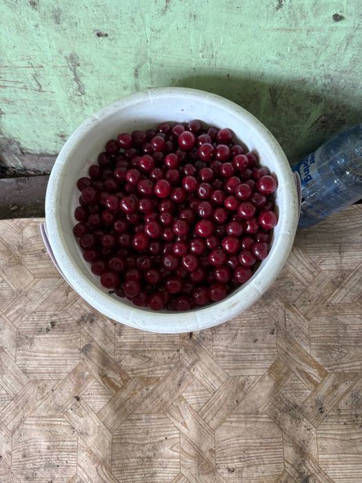 продам вишню помесь с черешней,дачная