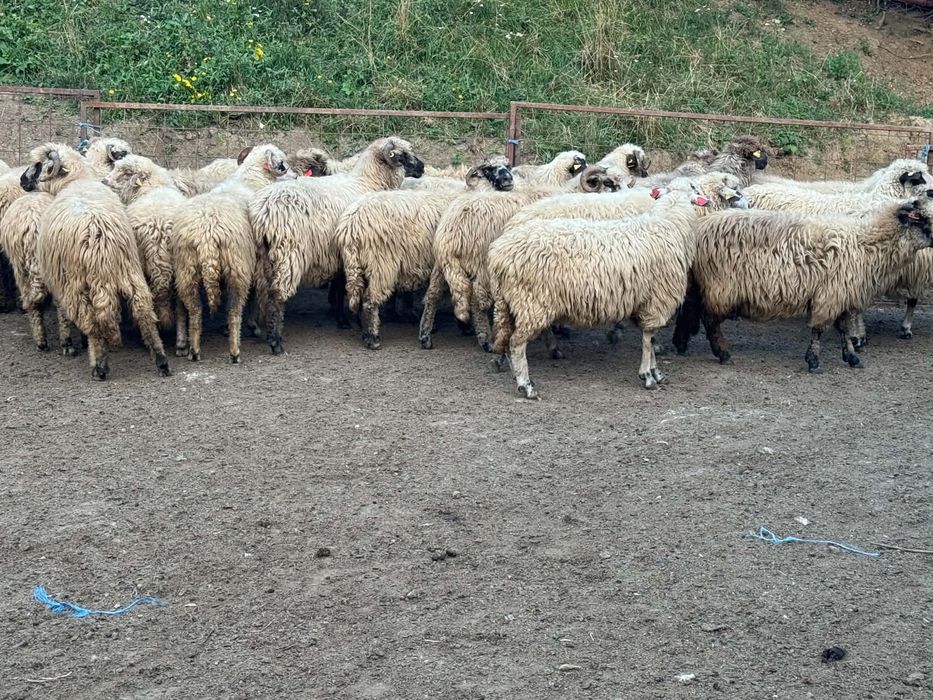 Vând 50 de oi grase se vând și separat 470 lei bucata