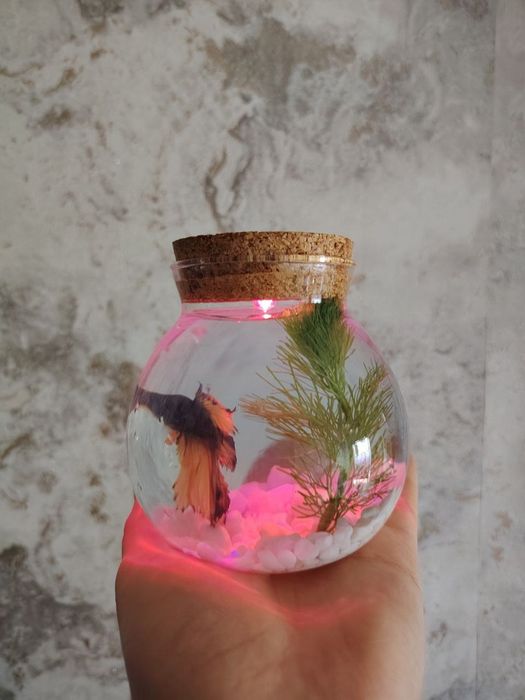Продается переносной аквариум с рыбкой петушком.