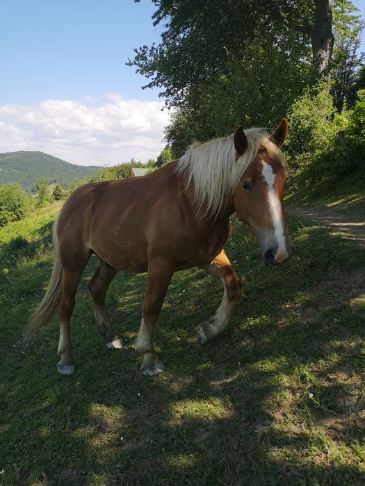 Vând pereche de cai, armăsar și iapă