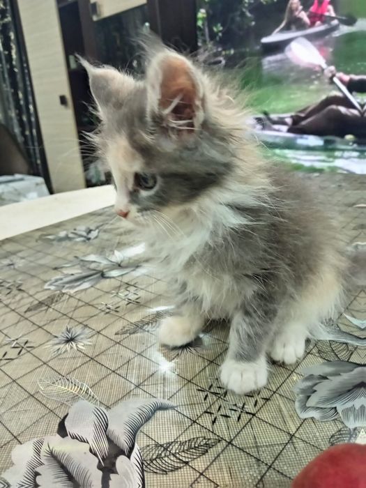 Котятки мейн-куна