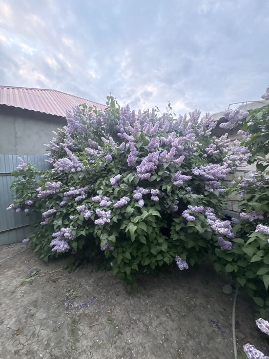 сирень фиолетовый