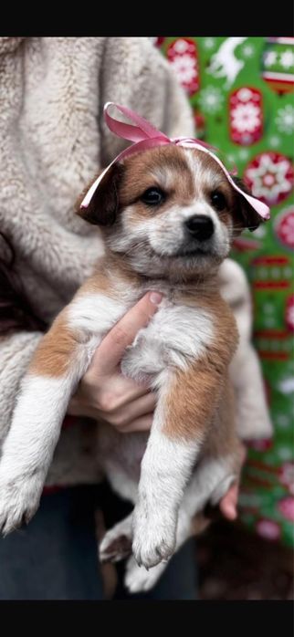 Щеночки отдаем в добрые руки!