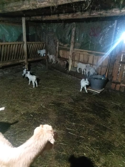 Vand iezi la 40 lei bucata