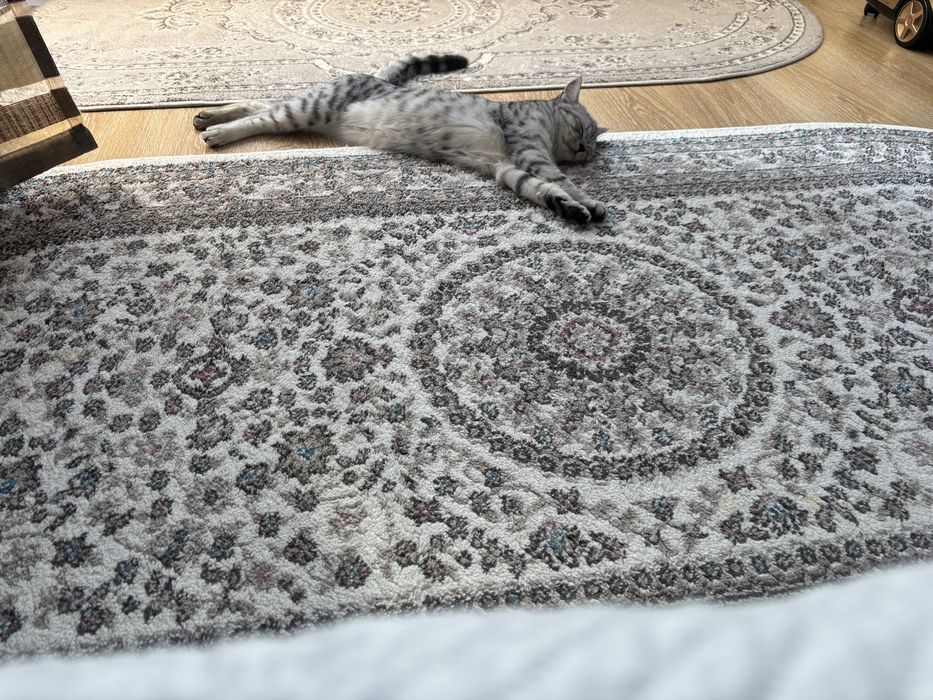 Отдам котенка  в хорошие  руки