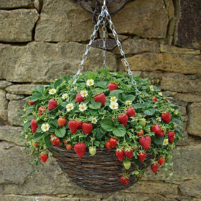 Висяща кошница от ракита