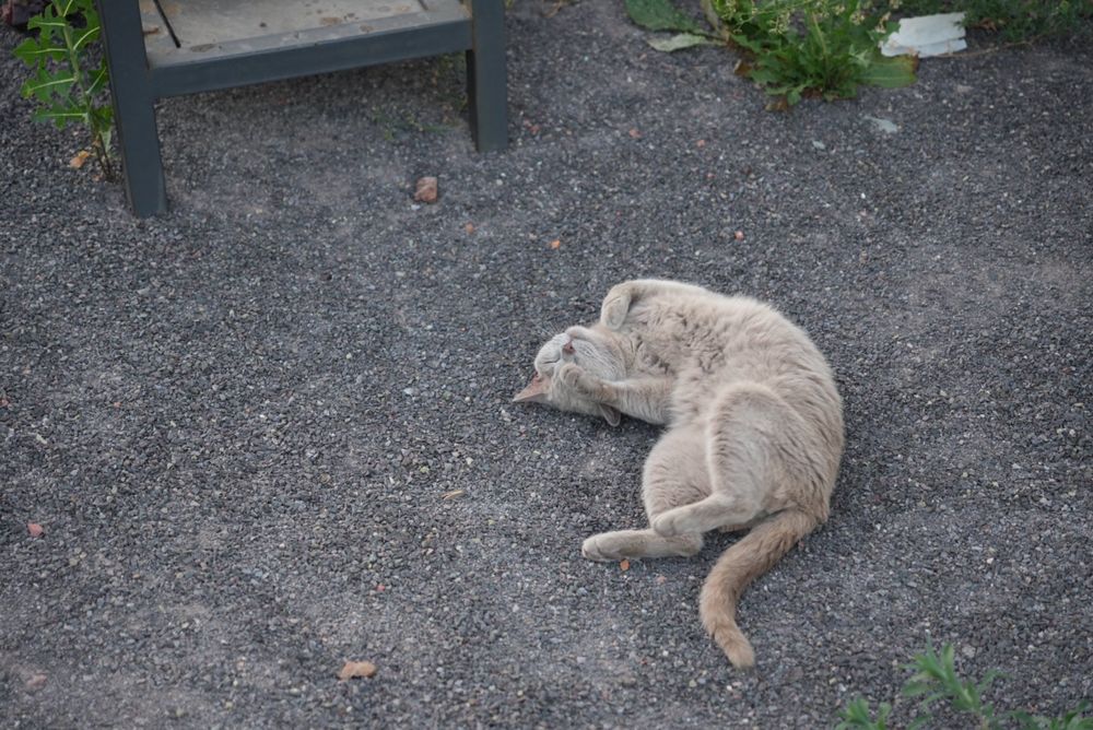 Кошка британская короткошерстная