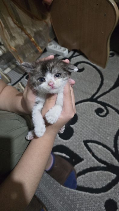 Котята британской породы