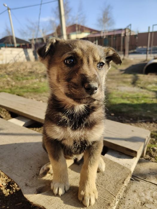 Продам щенки овчарки