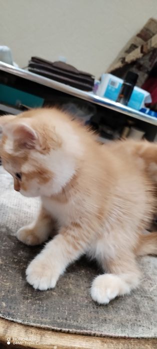Котята Шодладского породы