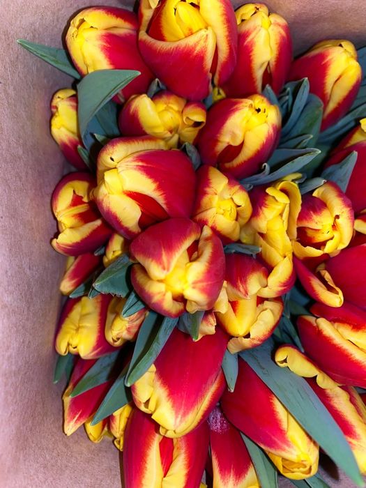 Тюльпаны люкс крупные