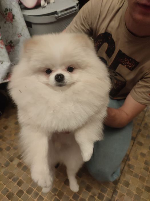 Продам померанского шпица