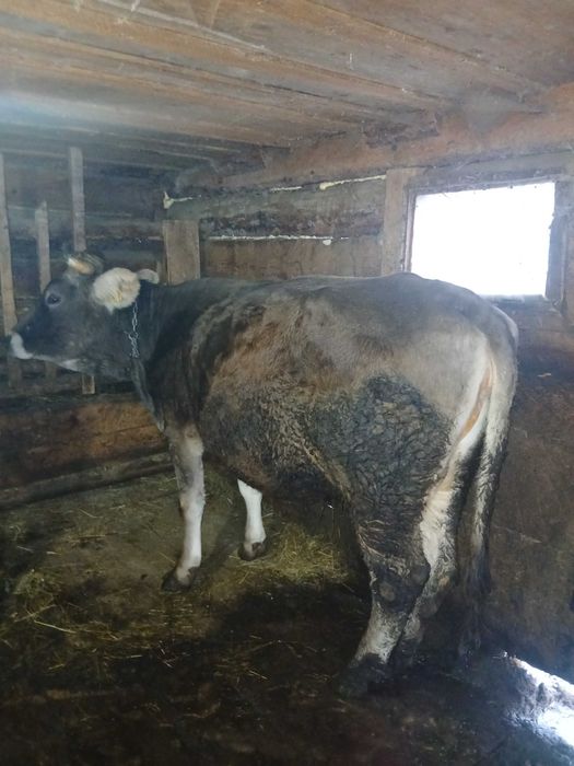 Vacă de vanzare tânără