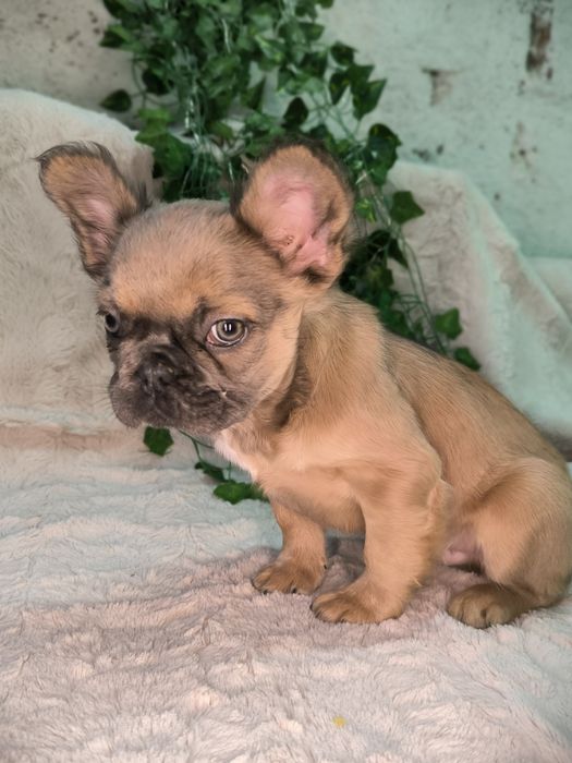 Vand baietel Bulldog francez fluffy - cu par lung.  (Cu pasaport)