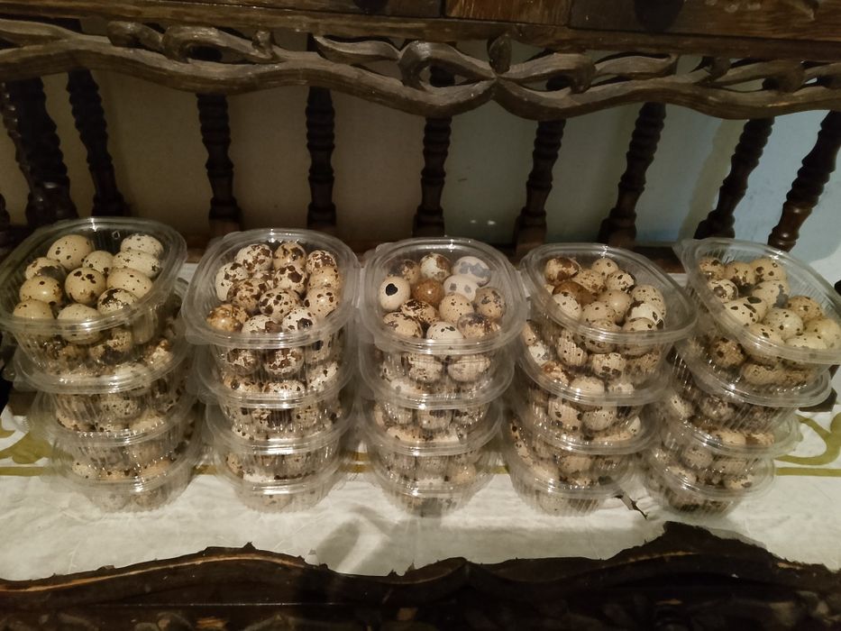 Боденены жумырткасы