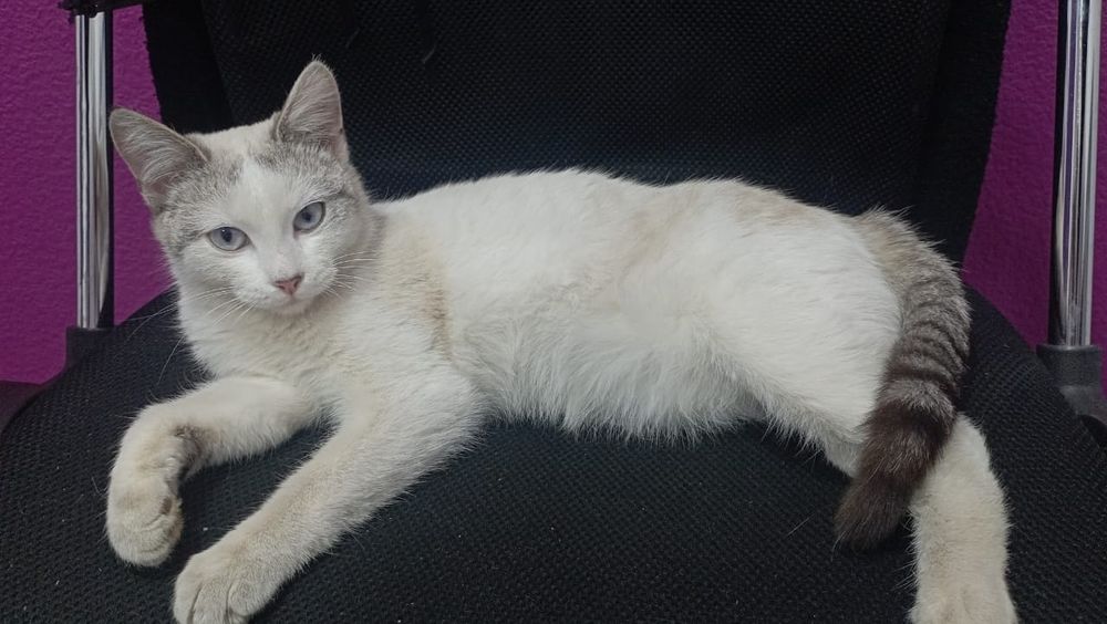 Отдам в добрые руки