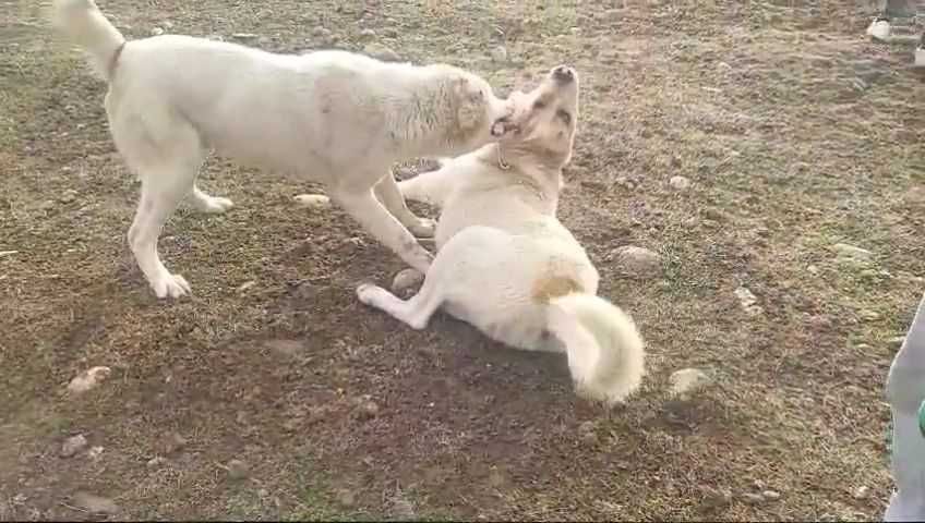 Еркек ит сатылады