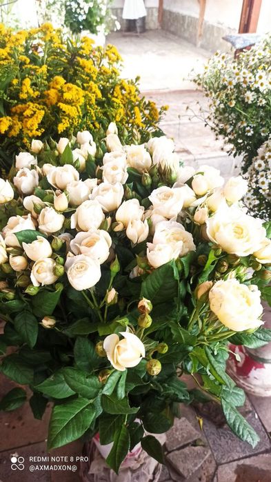 Атиргуларга 100 % гарантя