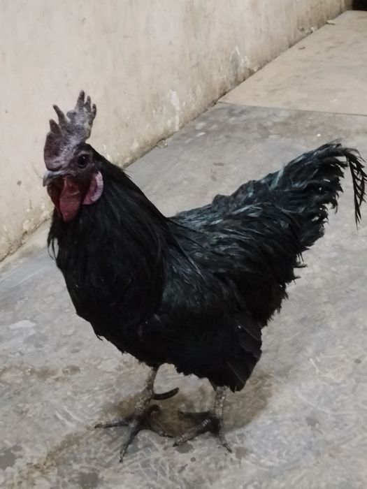 Uxeylu xoroz sotiladi