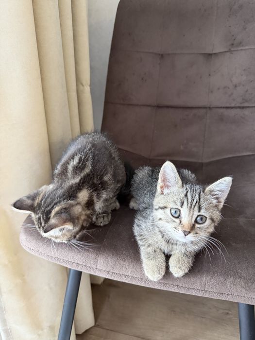 Продам Шотландских котят