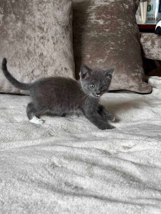 Дарю шустрых котят