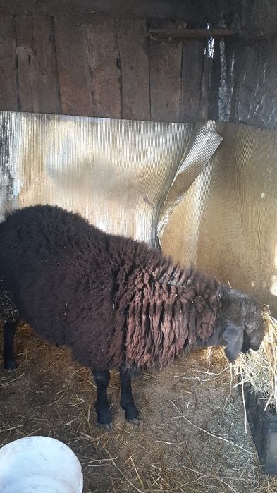 Продам кошкар  крупный