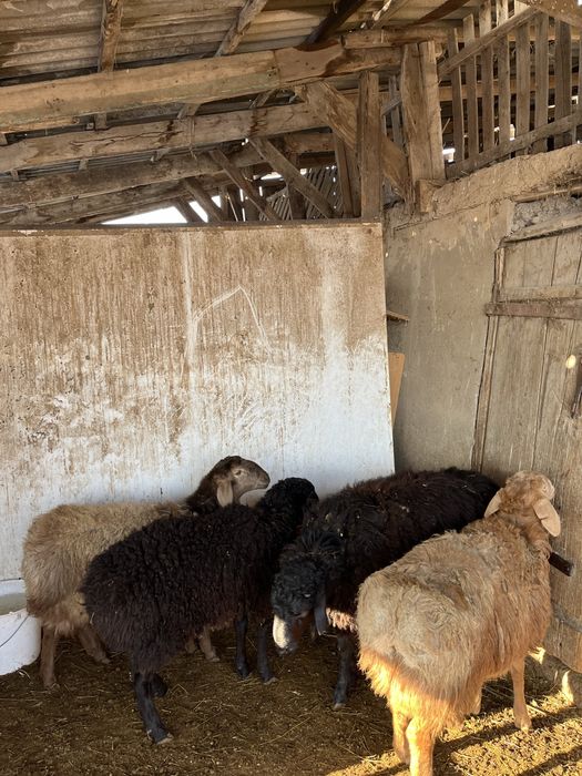 Семіз тоқтыла сатылады