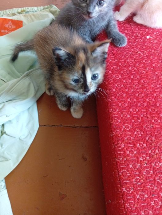 Отдам котят в добрые руки!