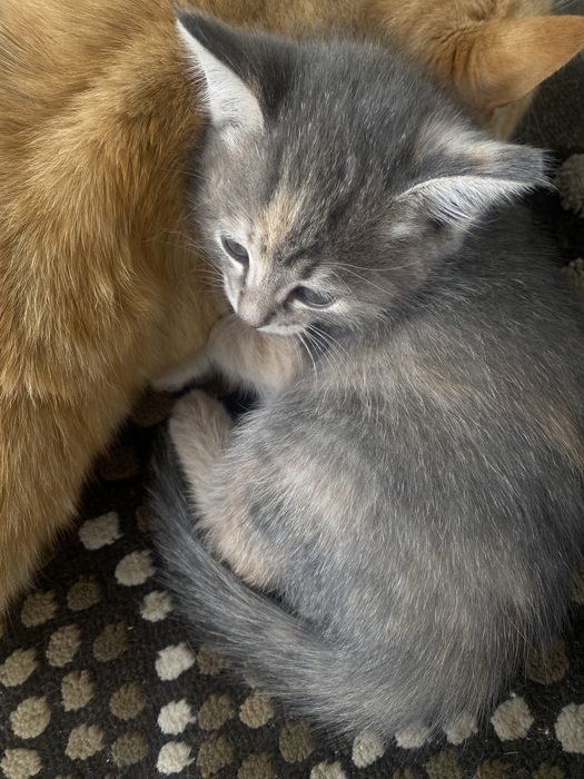 Отдаем котят в добрые и надежные руки