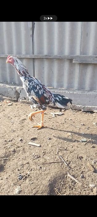 Дакан майский 20