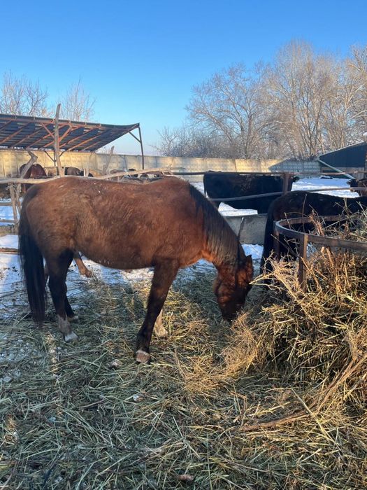 Кобылы бараны с откорма